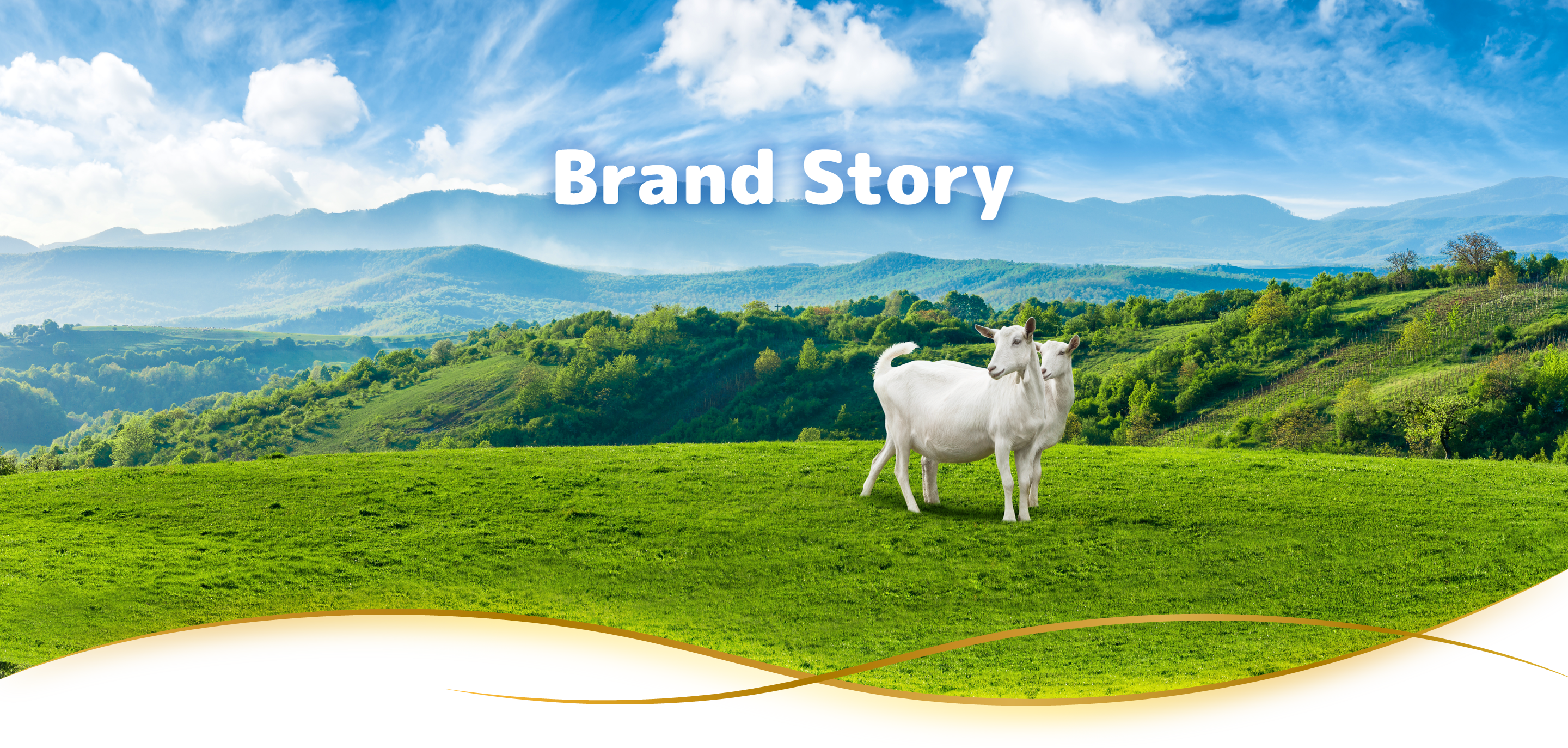 Brand Story